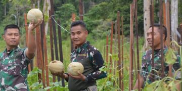 Dandim 1710/Mimika Pimpin Panen Tanaman Melon Di Lahan Kodim