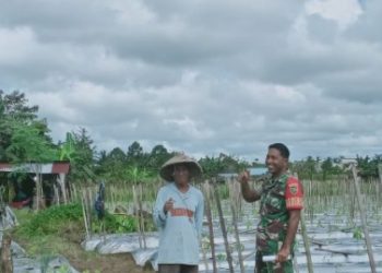 Melalui Kegiatan Komsos, Babinsa Koramil 1710-02/Timika Sertu Wali Terus Motivasi Petani Di Wilayah Binaan