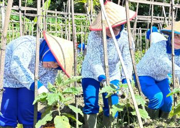 Ketua Cabang 8 Korcab I DJA I dan Pengurus Laksanakan Panen Ketahanan Pangan Lanal Simeulue