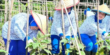 Ketua Cabang 8 Korcab I DJA I dan Pengurus Laksanakan Panen Ketahanan Pangan Lanal Simeulue