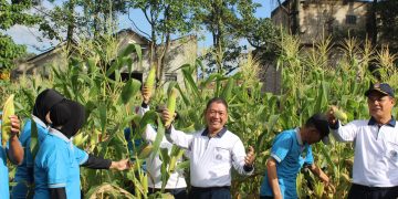 Program Ketahanan Pangan TNI Angkatan Laut, Danlanal Bandung Laksanakan Panen Jagung dan Panen Raya Ketahanan Pangan Lanal Bandung