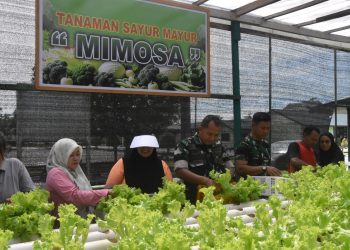 Dandim 1710/Mimika Bersama Ketua Persit KCK Cab. XXXV Melaksanakan Panen Slada Di Kebun Hidroponik Mimosa Persit KCK Cab. XXXV Kodim 1710/Mimika