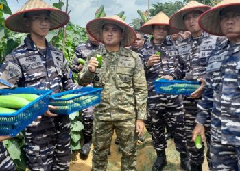 Lanal Dabo Singkep Laksanakan Panen Ketimun Dalam Program Ketahanan Pangan TNI AL 2025