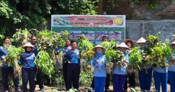 Wujudkan Program Ketahanan Pangan, Satlinlamil 3 Panen Perdana Sayuran